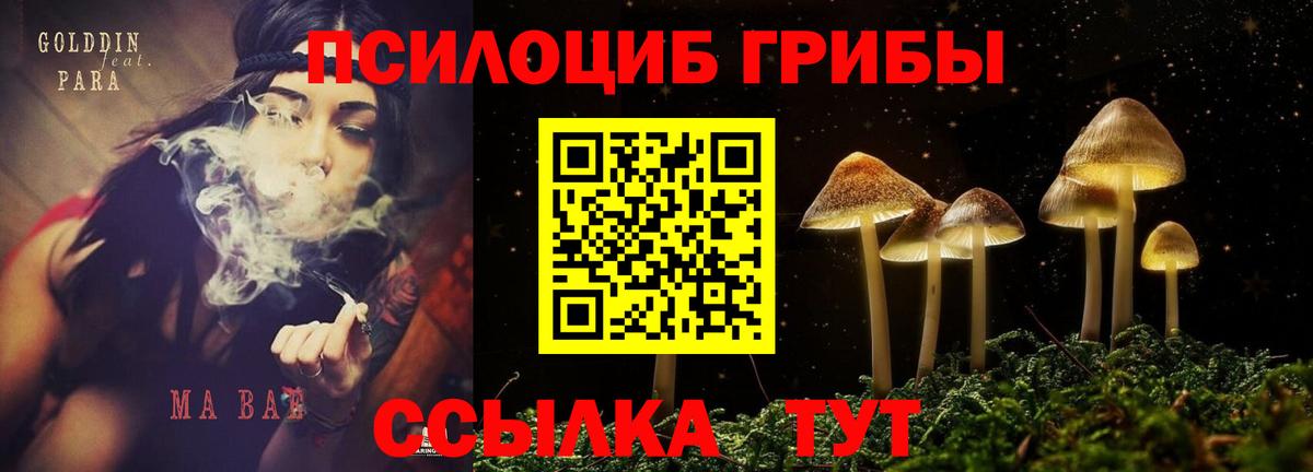 Псилоцибиновые грибы Cubensis  Вход с VPN  Протвино  Псилоцибиновые грибы прущие грибы 